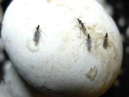 충남도 양송이 재배사 ‘버섯파리’ 철저한 관리 필요 기사 이미지