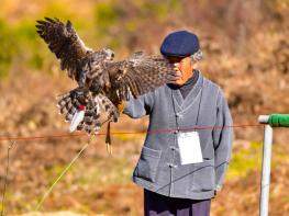 진안군, 전북특별자치도 무형유산 ‘매사냥’ 공개시연회 개최  기사 이미지