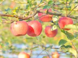 순창군, 과수 화상병 원천 차단 나선다 기사 이미지