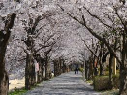 영동군 전역 물들인 벚꽃 향연 기사 이미지