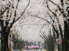 진안군, 우중(雨中) 속 신비로운 벚꽃 러닝.. '2026 진안 벚꽃&웰니스 힐링 런트립' 성료 기사 이미지