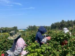 고창군, 복분자 수매체계 개편 .. “농가 소득 안정” 기사 이미지