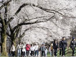늦게 피어 더 깊고 아름다운 봄..진안, 벚꽃으로 물들어 기사 이미지
