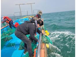 옹진군, 수산자원 회복 위해 ‘전복 종자’ 19만 마리 방류  기사 이미지