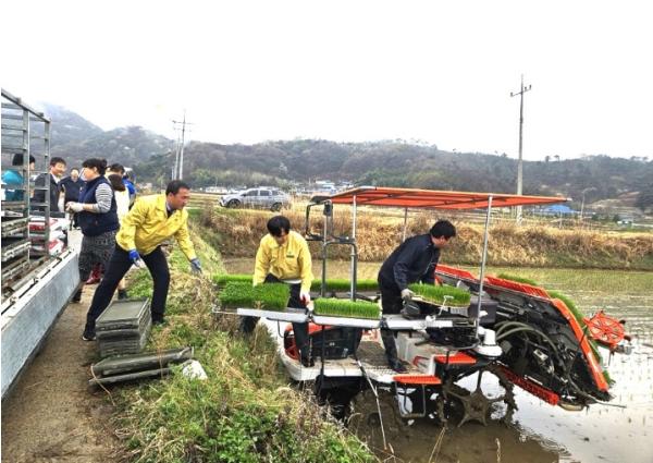 순창군, 풍산면에서‘2026년 첫 모내기’ 본격 시작 기사 이미지